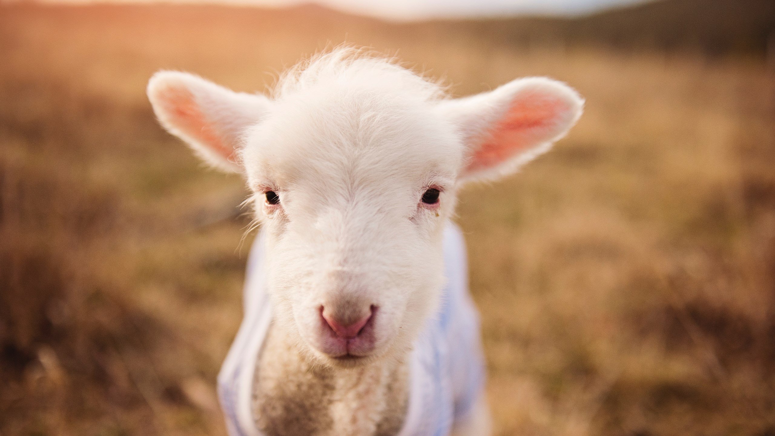 跨界雷霆,当欧文在F1赛道单节拉开爵士般的争冠对手